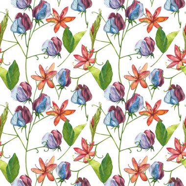 Kusursuz desenler. Tatlı Bezelye çiçek ve yaprakları, el çizilmiş çiçek illüstrasyon beyaz bir arka plan üzerinde izole suluboya seti. Toplama bahçe ve yabani ot, çiçekler, dalları. Botanik sanatı.