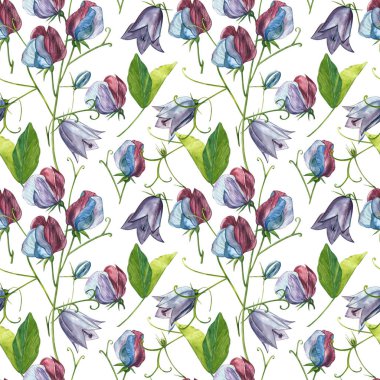 Kusursuz desenler. Tatlı Bezelye çiçek ve yaprakları, el çizilmiş çiçek illüstrasyon beyaz bir arka plan üzerinde izole suluboya seti. Toplama bahçe ve yabani ot, çiçekler, dalları. Botanik sanatı.
