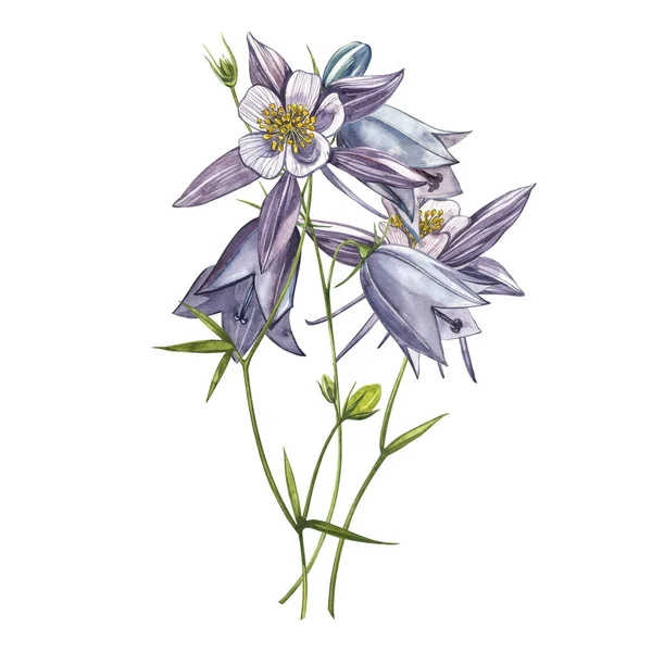 Çan çiçeği çiçekleri, yapraklar ve buketler. Çiçek ve yaprakların suluboya seti, beyaz bir arka plan üzerinde izole el çizilmiş çiçek illüstrasyon. Toplama bahçe ve yabani ot, çiçekler, dalları
