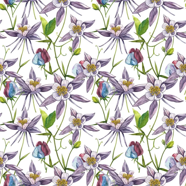 Çift Columbine çiçekleri. Kusursuz desen. El çizilmiş çiçek ve bitkilerin toplanması. Çiçek ve yaprakların suluboya seti, beyaz bir arka plan üzerinde izole el çizilmiş çiçek illüstrasyon. Botanik