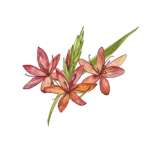 Kafir Lilien blühen. Sammlung handgezeichneter Blumen und Pflanzen. Botanik. gesetzt. Jahrgangsblumen. Aquarell-Set aus Blumen und Blättern, handgezeichnete florale Illustration isoliert auf weißem Hintergrund — Stockfoto