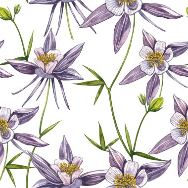 Çift Columbine çiçekleri. Kusursuz desen. El çizilmiş çiçek ve bitkilerin toplanması. Çiçek ve yaprakların suluboya seti, beyaz bir arka plan üzerinde izole el çizilmiş çiçek illüstrasyon. Botanik