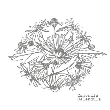 Papatya. El çizilmiş çiçek ve bitkilerin toplanması. Botanik. Ayarlamak. Vintage çiçekler. Gravür tarzında siyah beyaz illüstrasyon