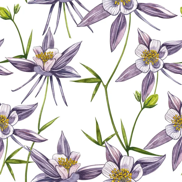 Çift Columbine çiçekleri. Kusursuz desen. El çizilmiş çiçek ve bitkilerin toplanması. Çiçek ve yaprakların suluboya seti, beyaz bir arka plan üzerinde izole el çizilmiş çiçek illüstrasyon. Botanik