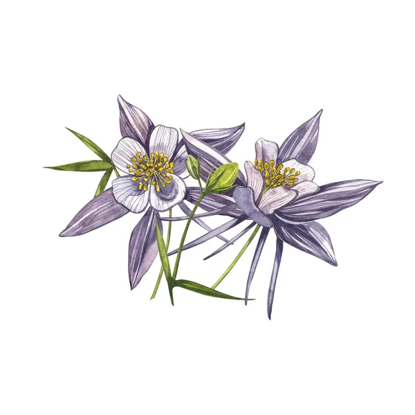 Çift Columbine çiçekleri. El çizilmiş çiçek ve bitkilerin toplanması. Çiçek ve yaprakların suluboya seti, beyaz bir arka plan üzerinde izole el çizilmiş çiçek illüstrasyon. Toplama bahçesi ve vahşi — Stok fotoğraf