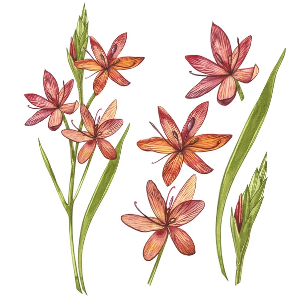 Kafir Zambak çiçekleri. El çizilmiş çiçek ve bitkilerin toplanması. Botanik. Ayarlamak. Vintage çiçekler. Çiçek ve yaprakların suluboya seti, beyaz bir arka plan üzerinde izole el çizilmiş çiçek illüstrasyon