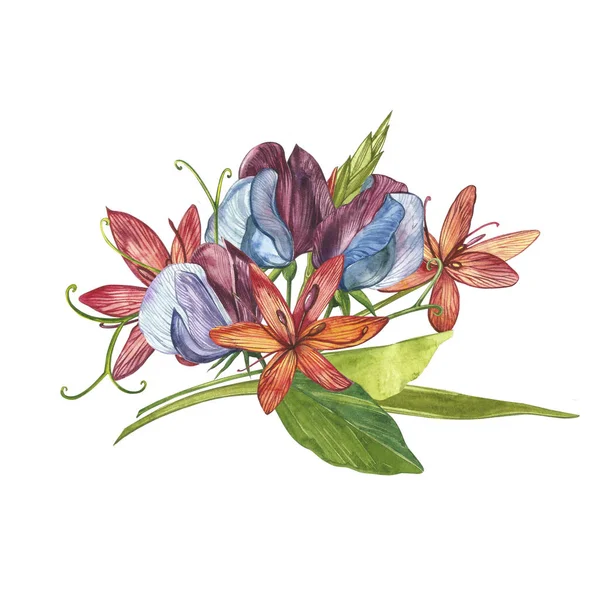 Aquarell-Set von Erbsenblüten und Blättern, handgezeichnete florale Illustration isoliert auf weißem Hintergrund. Sammlung Garten und Wildkräuter, Blumen, Zweige. Botanische Kunst. — Stockfoto