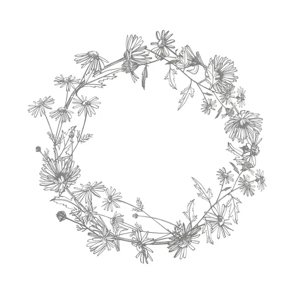 カモミール。手描きの花や植物のコレクション。植物。設定。ヴィンテージの花彫刻のスタイルで白黒のイラスト — ストック写真