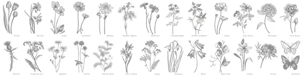 Collection of hand drawn flowers and herbs. Botanical plant illustration. Vintage medicinal herbs sketch set of ink hand drawn medical herbs and plants sketch — Stock Photo, Image