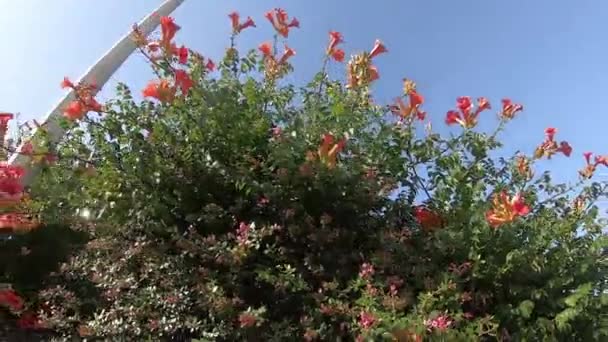 Fao, Portekiz - 22 Temmuz 2019: Pembe çiçekleri kapatın. Küçük pembe çiçekler. Çiçekli çalı. — Stok video
