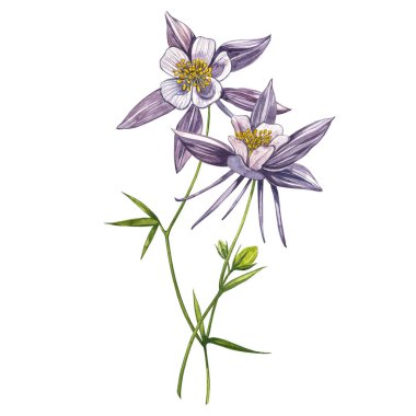 Çift Columbine çiçekleri. El çizilmiş çiçek ve bitkilerin toplanması. Çiçek ve yaprakların suluboya seti, beyaz bir arka plan üzerinde izole el çizilmiş çiçek illüstrasyon. Toplama bahçesi ve vahşi