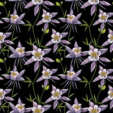 Çift Columbine çiçekleri. Kusursuz desen. El çizilmiş çiçek ve bitkilerin toplanması. Çiçek ve yaprakların suluboya seti, beyaz bir arka plan üzerinde izole el çizilmiş çiçek illüstrasyon. Botanik