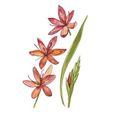 Kafir Zambak çiçekleri. El çizilmiş çiçek ve bitkilerin toplanması. Botanik. Ayarlamak. Vintage çiçekler. Çiçek ve yaprakların suluboya seti, beyaz bir arka plan üzerinde izole el çizilmiş çiçek illüstrasyon