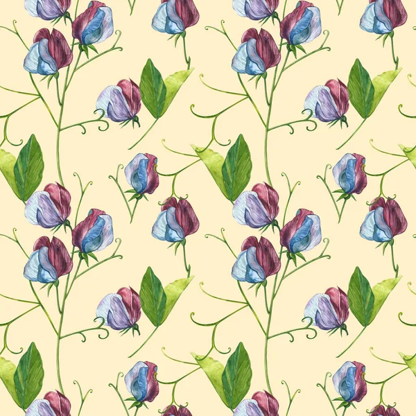 Seamless patterns. Watercolor set of Sweet Peas flowers and leaves, hand drawn floral illustration isolated on a white background. Collection garden and wild herb, flowers, branches. Botanical art. — Stock Photo, Image
