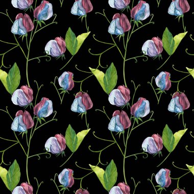 Kusursuz desenler. Tatlı Bezelye çiçek ve yaprakları, el çizilmiş çiçek illüstrasyon beyaz bir arka plan üzerinde izole suluboya seti. Toplama bahçe ve yabani ot, çiçekler, dalları. Botanik sanatı.