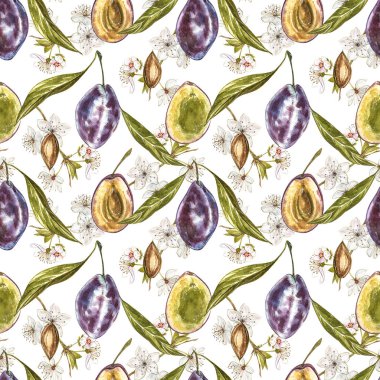 Olgun erik ve çiçek ile dal. Erik çizim suluboya beyaz arka plan üzerinde izole. Suluboya botanik illüstrasyon. Dikişsiz desenler.