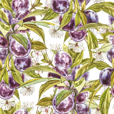 Olgun erik ve çiçek ile dal. Erik çizim suluboya beyaz arka plan üzerinde izole. Suluboya botanik illüstrasyon. Dikişsiz desenler.