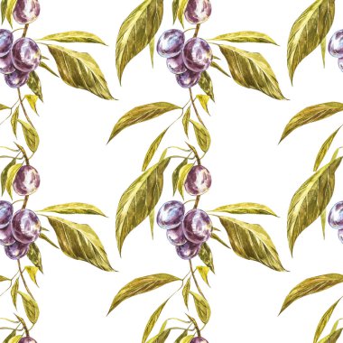 Olgun erik ve çiçek ile dal. Erik çizim suluboya beyaz arka plan üzerinde izole. Suluboya botanik illüstrasyon. Dikişsiz desenler.