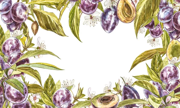 Ameixa madura e ramo com flores. Desenho de ameixa aquarela isolada no fundo branco. Ilustração botânica aquarela . — Fotografia de Stock