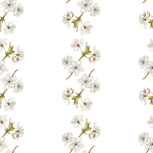 Ώριμο δαμάσκηνο και κλαδί με λουλούδια. Υδατογραφί ζωγραφικής που απομονώνονται σε λευκό φόντο. Βοτανική εικονογράφηση. Απρόσκοπτη μοτίβα. — Φωτογραφία Αρχείου