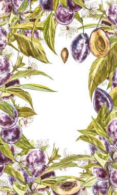 Olgun erik ve çiçek ile dal. Erik çizim suluboya beyaz arka plan üzerinde izole. Suluboya botanik illüstrasyon.