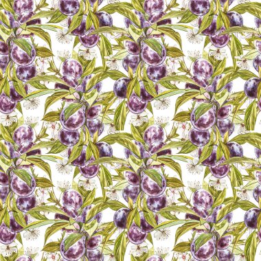 Olgun erik ve çiçek ile dal. Erik çizim suluboya beyaz arka plan üzerinde izole. Suluboya botanik illüstrasyon. Dikişsiz desenler.