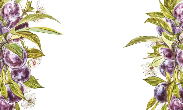 Reife Pflaume und Zweig mit Blüten. Pflaume Zeichnung Aquarell isoliert auf weißem Hintergrund. Aquarell botanische Illustration. — Stockfoto