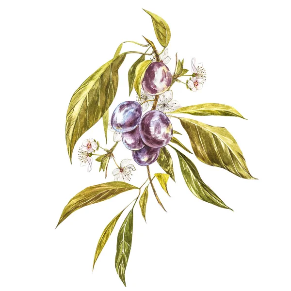 Maturare prugna e ramo con fiori. Plum disegno acquerello isolato su sfondo bianco. Illustrazione botanica acquerello . — Foto Stock