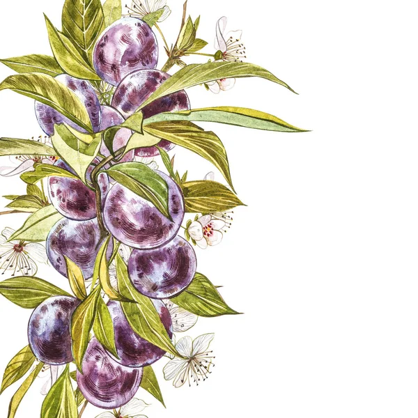 Zralá švestka a větev s květinami. Vodní barva ve Švestkové barvě izolovaná na bílém pozadí. Vodní barva Botanická ilustrace. — Stock fotografie