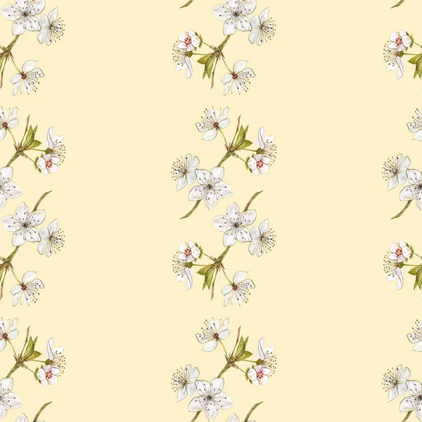 Mogna plommon och gren med blommor. Plommonritning akvarell isolerad på vit bakgrund. Akvarell botanisk illustration. Sömlösa mönster. — Stockfoto