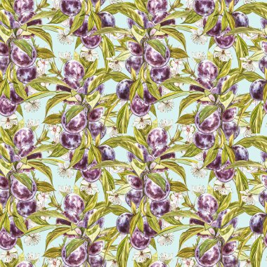 Olgun erik ve çiçek ile dal. Erik çizim suluboya beyaz arka plan üzerinde izole. Suluboya botanik illüstrasyon. Dikişsiz desenler.