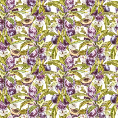 Olgun erik ve çiçek ile dal. Erik çizim suluboya beyaz arka plan üzerinde izole. Suluboya botanik illüstrasyon. Dikişsiz desenler.