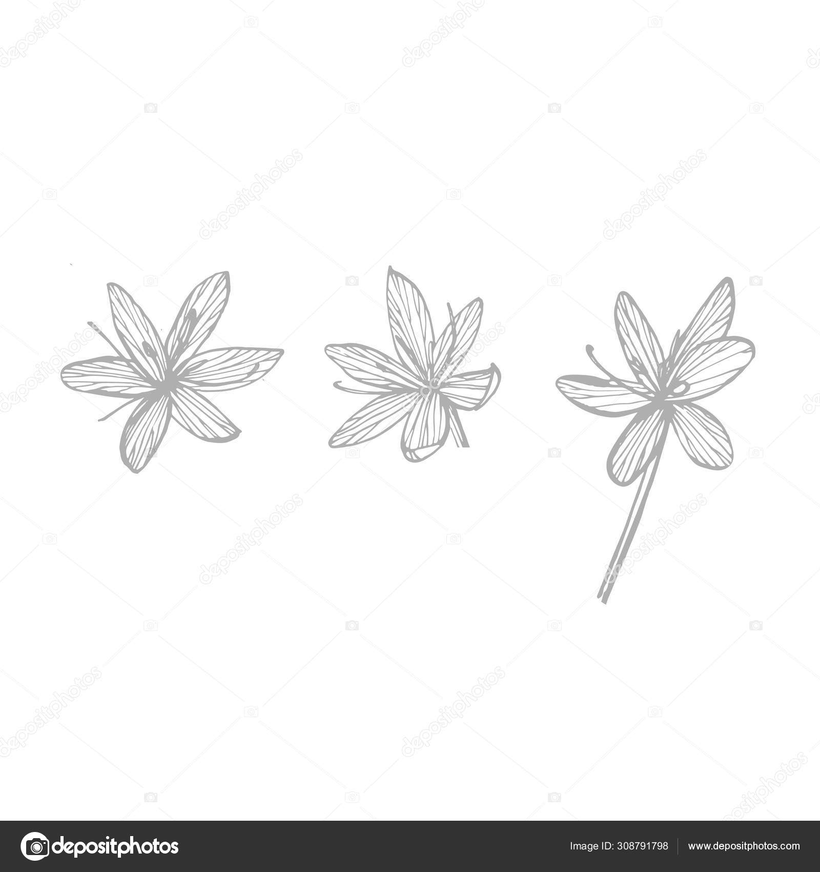 これまでで最高のゆり イラスト 無料 白黒 無料の花の画像hd品質 これまでで最高のゆり イラスト 無料 白黒 無料の花の画像hd品質