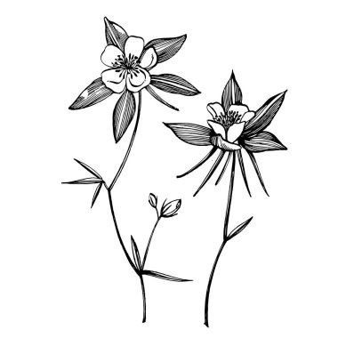 Çift Columbine çiçekler. El çizilmiş çiçekler ve bitkiler koleksiyonu. Botanik. Ayarlamak. Vintage çiçekler. Gravürleri tarzında siyah ve beyaz Illustration