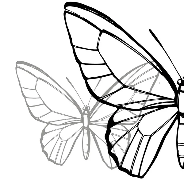 蝴蝶剪影。在白色背景上隔离的蝴蝶图标。图形插图 — 图库矢量图片