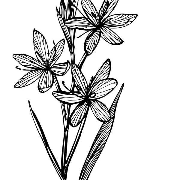 Κρίνα λουλούδια. Συλλογή από χειροποίητα λουλούδια και φυτά. Βοτανική. Ορίσετε. Vintage λουλούδια. Ασπρόμαυρη απεικόνιση στο ύφος των χαρακτικών. — Διανυσματικό Αρχείο