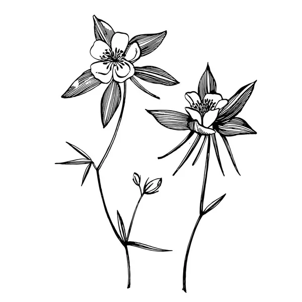 Dubbla Columbine blommor. Samling av handritade blommor och växter. Botanik. Ligger. Vintage blommor. Svartvit illustration i stil med gravyrer — Stock vektor