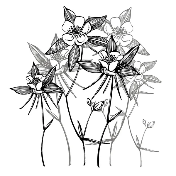 Flores dobles de Columbina. Colección de flores y plantas dibujadas a mano. Botánica. Listos. Flores vintage. Ilustración en blanco y negro al estilo de los grabados — Vector de stock