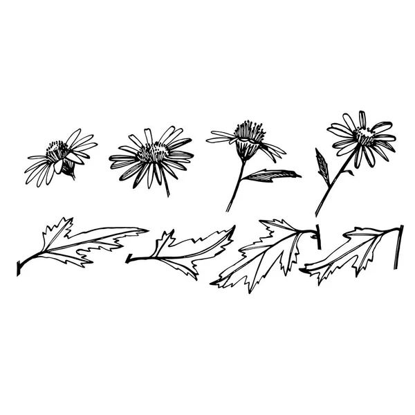 카모마일. 손으로 그린 꽃과 식물의 컬렉션입니다. 식물학. 설정. 빈티지 꽃입니다. 인그레이빙 스타일의 흑백 일러스트 — 스톡 벡터