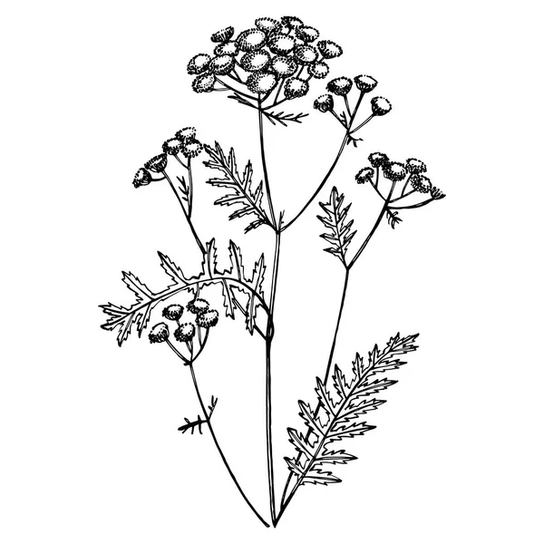 Tansy of Daisy bloem. Botanische illustratie. Goed voor cosmetica, geneeskunde, behandeling, aromatherapie, verpleging, pakket ontwerp, veldboeket. Hand getekende wilde hooi bloemen — Stockvector