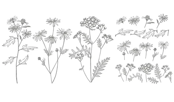 Collection de fleurs et d'herbes dessinées à la main. Illustration botanique. Esquisse d'herbes médicinales vintage ensemble d'herbes et de plantes médicinales dessinées à la main à l'encre — Image vectorielle