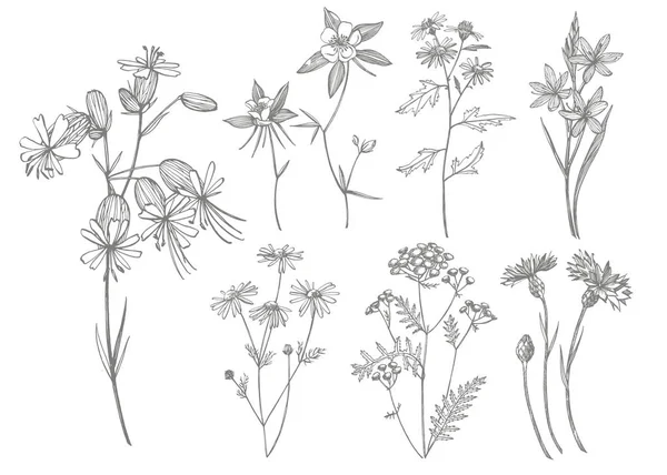 El çizilmiş çiçekler ve otlar koleksiyonu. Botanik bitki illüstrasyon. Mürekkep el çizilmiş tıbbi otlar ve bitkiler kroki Vintage şifalı otlar kroki seti — Stok Vektör