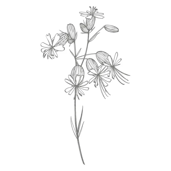 Blåsa Campion blommor. Uppsättning av ritning blåklint, blommiga element, handritade botaniska illustration. Bra för kosmetika, medicin, behandling, aromaterapi, omvårdnad, paket design, fält bukett — Stock vektor