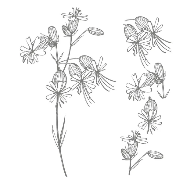 Flores de campión de vejiga. Conjunto de dibujos acianos, elementos florales, ilustración botánica dibujada a mano. Bueno para cosméticos, medicina, tratamiento, aromaterapia, enfermería, diseño de paquetes, ramo de campo — Archivo Imágenes Vectoriales