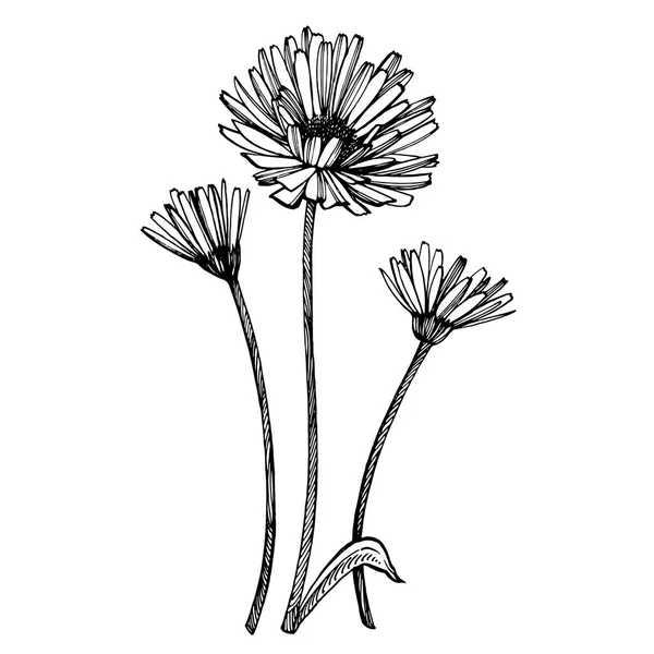 Calendula vagy százszorszép virág. Botanikai illusztráció. Jó kozmetikumok, orvostudomány, kezelésére, aromaterápia, ápolási, csomag design, mező csokor. Kézzel rajzolt vad széna virágok — Stock Vector