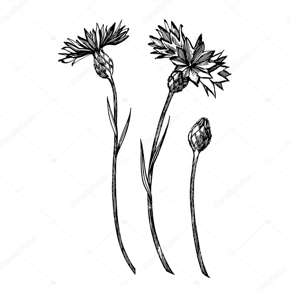 Blue Cornflower Herb or bachelor button flower bouquet isolated on white background. Set of drawing cornflowers, floral elements, hand drawn botanical illustration