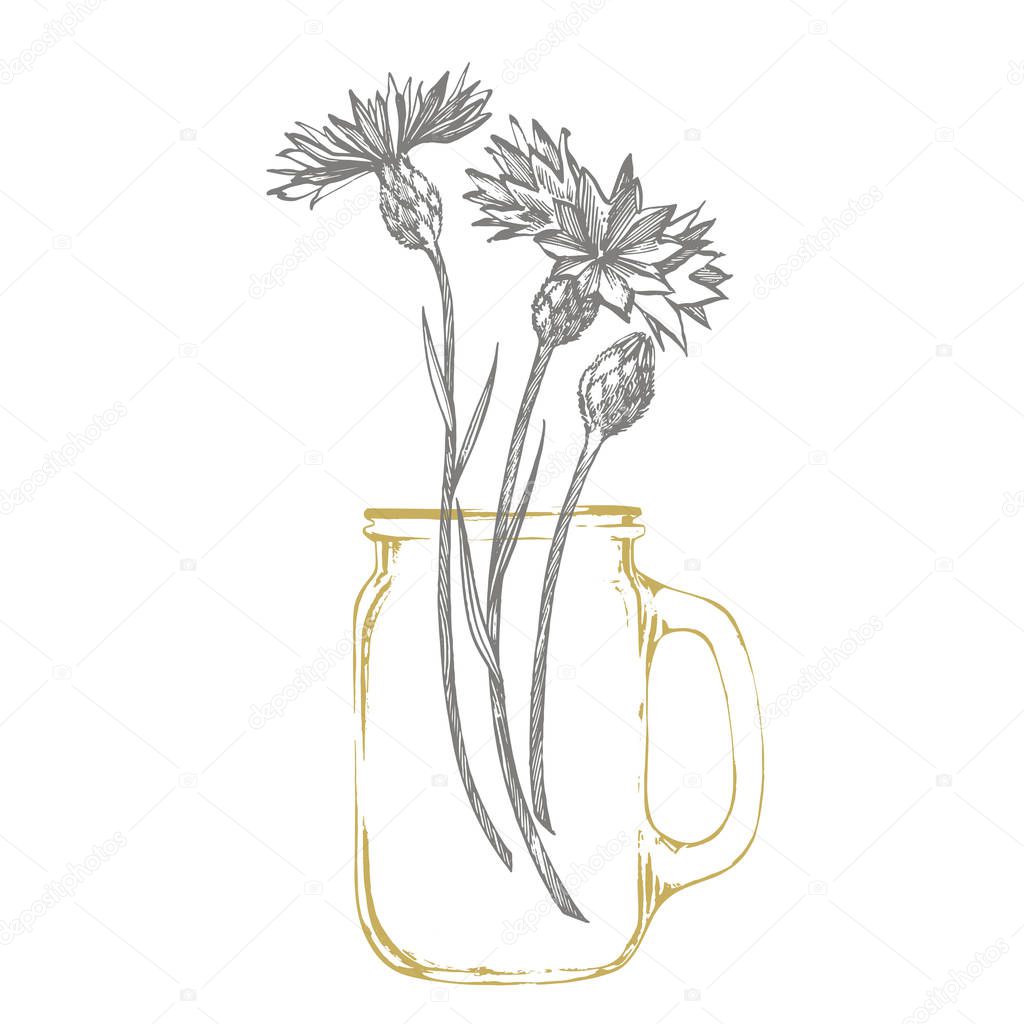 Blue Cornflower Herb or bachelor button flower bouquet isolated on white background. Set of drawing cornflowers, floral elements, hand drawn botanical illustration