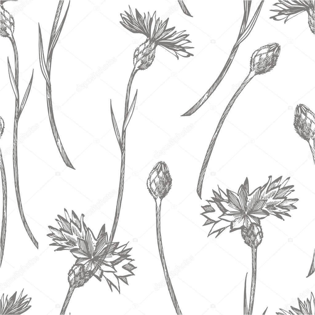 Blue Cornflower Herb or bachelor button flower bouquet isolated on white background. Set of drawing cornflowers, floral elements, hand drawn botanical illustration. Seamless pattern