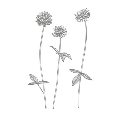 Clover bitkiler. Botanik Illustration. Kozmetik, ilaç, tedavi, aromaterapi, hemşirelik, paket tasarımı, alan buket için iyi el çizilmiş yabani saman çiçekleri