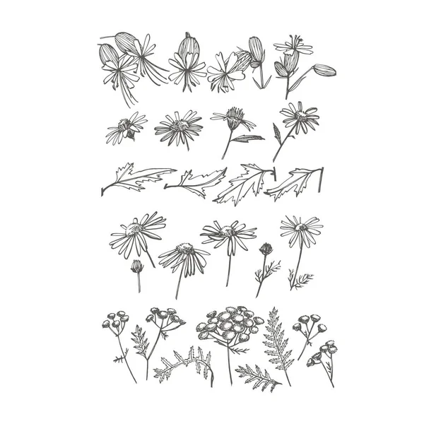 Colección de flores y hierbas dibujadas a mano. Ilustración de plantas botánicas. Vintage bosquejo de hierbas medicinales conjunto de tinta dibujado a mano hierbas medicinales y plantas bosquejo — Vector de stock